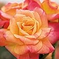 Joseph's Coat Climbing Rose, 1.5 Gal Potted, Apricot Pink Orange Fragrant Flowers, Own Root Live Plant for Trellis Arbor Fence, 10-12 Ft Climber, Stargazer Perennials