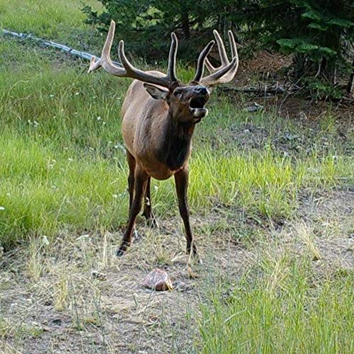 TROPHY ROCK Redmond AllNatural Mineral Rock/Salt Lick, Attract Deer