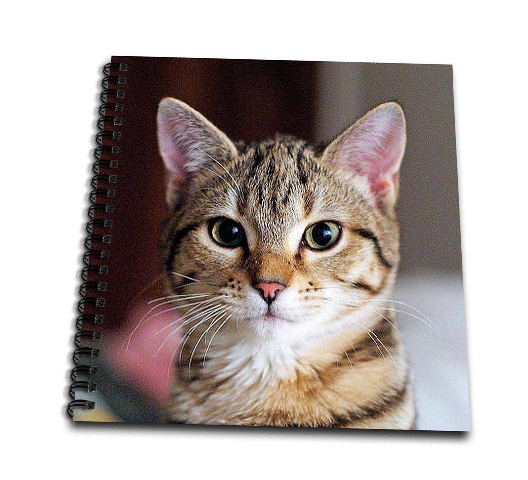 12x12インチ Db 2 タビー モギー 12 ネコ ハローキティ 猫 B00bk9caxa By 動物 3drose キャット 12 Inch かわいい思い出ブック スケッチブック 人気を誇る