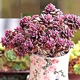 FD2222 Rare Succulents Seeds Mini Potted Flower Organic Seeds ~1 Bag 50 Seeds~