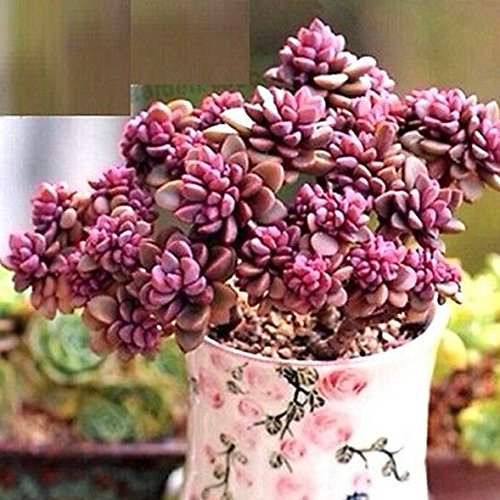 FD2222 Rare Succulents Seeds Mini Potted Flower Organic Seeds ~1 Bag 50 Seeds~ FD2222 Rare Succulents Seeds Mini Potted Flower Organic Seeds ~1 Bag 50 Seeds~