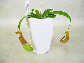 Amazon 観葉植物 食虫植物 ウツボカズラ ネペンテス アラータ ミニサイズ2 5号 F7 5 プラ鉢 全高 約12 鉢