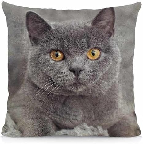 Amazon かわいいブリティッシュショートヘアの猫のパターンクッションカバー45x45cmアニマルプリントホーム装飾枕ケース屋外枕カバー妻への誕生日プレゼント2個入りパック 枕カバー ピローケース オンライン通販