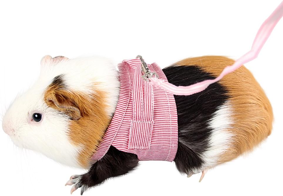 guinea pig harness