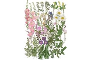 Natural Dried Pressed Whole Flowers Leaves for Cake Decorating, Crafts and Jewelry Making 50pcs Flower Leaves