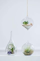 Mkouo 3 Pack Glass Hanging Planter Terrarium Vase for Succulents & Air Plants view 2