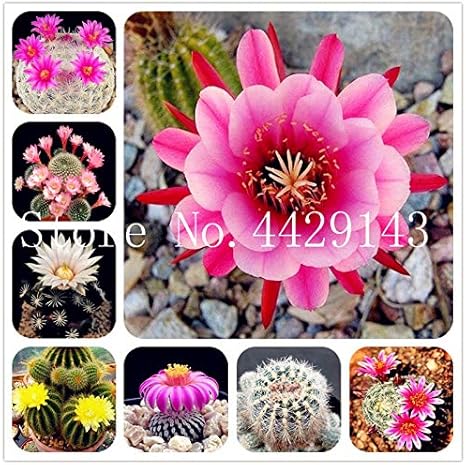 Amazon Co Jp 種子販売100個レアアフリカミックスサボテン多肉植物ツリー浄化空気盆栽耐熱簡単なケアクリエイティブセメント 混合 ホーム キッチン