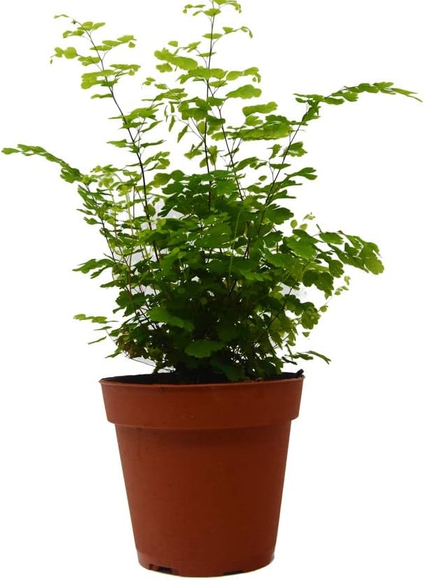 Fern - Maidenhair - 4" Pot