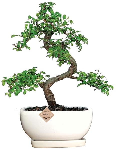 Abana Homes Bonsai Tree with Ceramic Pot - Ulmus Elm Bonsai