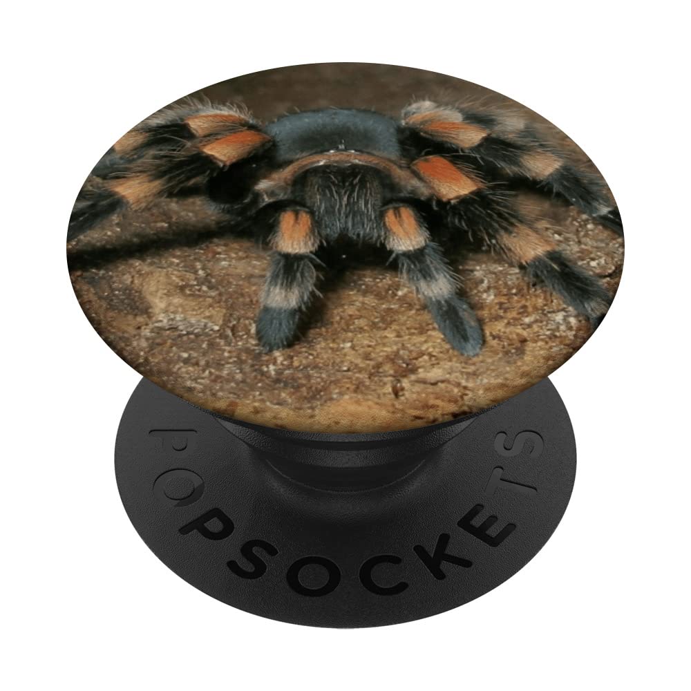 Arizona Blonde Tarantula Aphonopelma Chalcodes PopSockets Swappable PopGrip