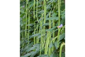 Long Bean Seeds 30g Snake/Yard-Long Asparagus Bean Red Noodle Pole Bean Garden Vegetable Organic Green Fresh Chinese Seeds fo