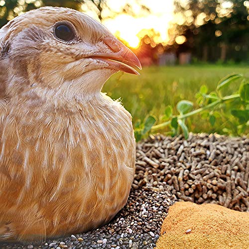 WachtelGold ProNatur-Wachtelkorn 10kg - Wachtelfutter Pellets - Bio Legekorn Biofutter – Bild 7