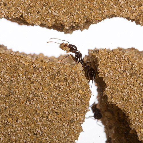 Sand Ant Farm - Educational formicarium for Live Ants