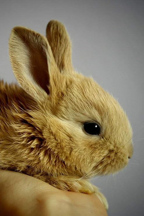 pet baby rabbit