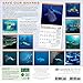 Save Our Sharks 2019 Wall Calendar