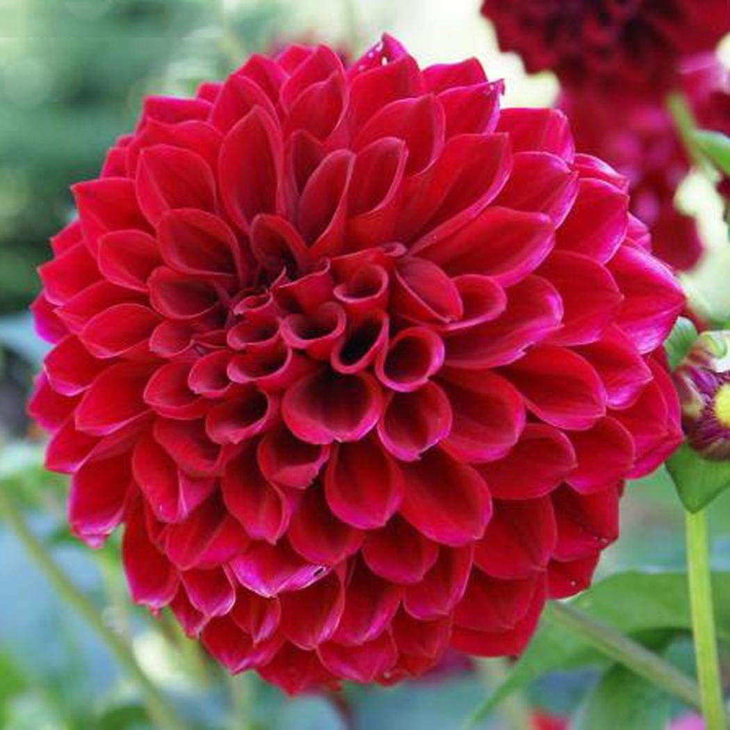 Onbay1 50Pcs Dahlia Seeds Ornamental Bonsai Flower Plants Seeds Flowers