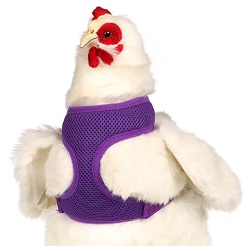 My Pet Chicken Chicken Harness X Small Purple Amazoncouk Pet