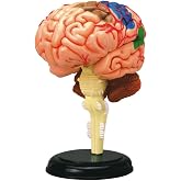 TEDCO 4D Anatomy Brain Model