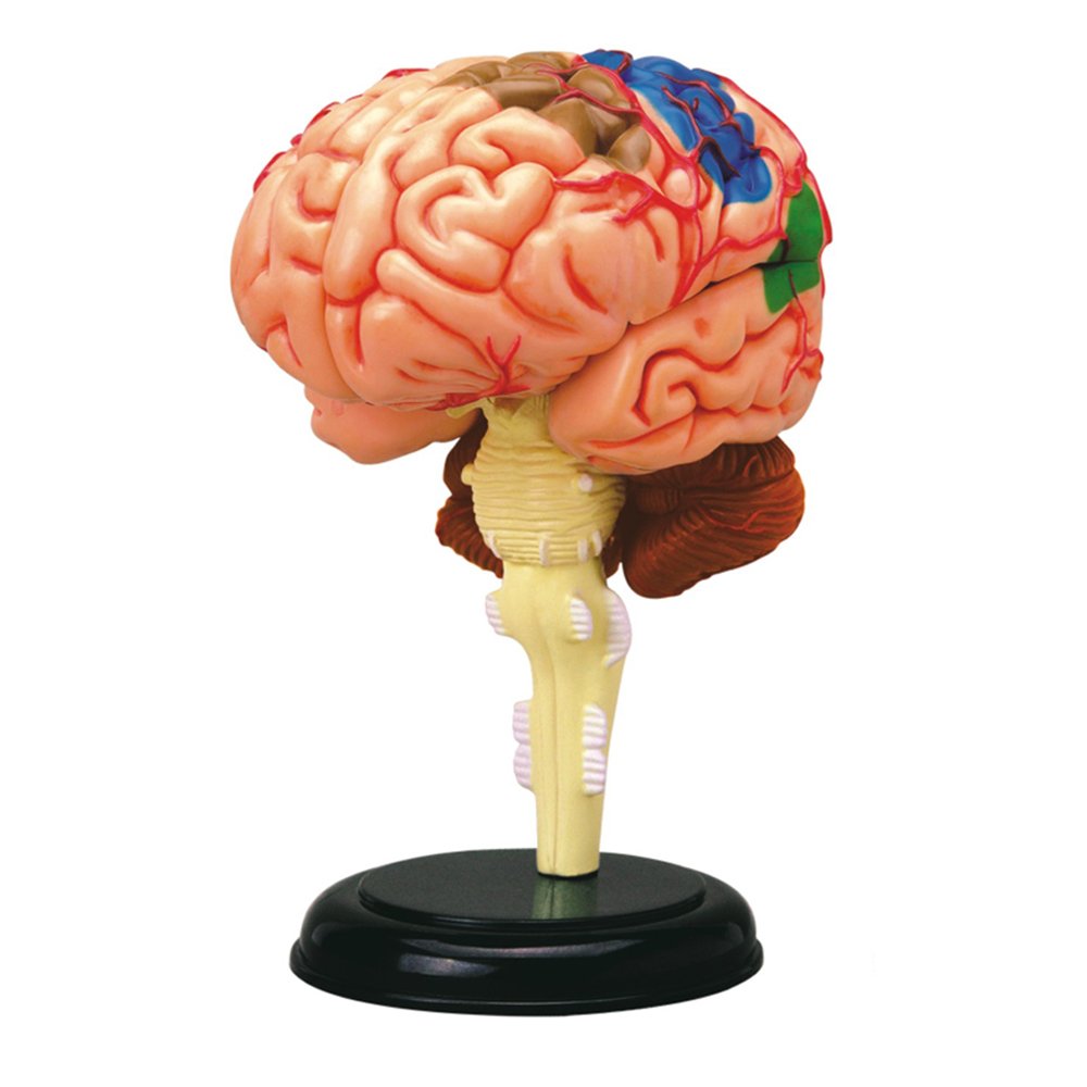 Photo 1 of TEDCO 4D Anatomy Brain Model
