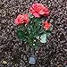 Rose Flower Solar Lights , Elstey Solar Powered Outdoor Waterproof Garden Lawn Balcony LED Lamps Landscape Decorative Illumination