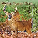 White Tailed Deer 2020 12 x 12 Inch Monthly Square Wall Calendar with Foil Stamped Cover, Wildlife A by 