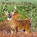 White Tailed Deer 2020 12 x 12 Inch Monthly Square Wall Calendar with Foil Stamped Cover, Wildlife A by 