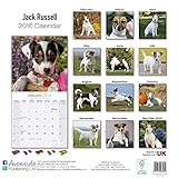 Image de Jack Russell Calendar - Only Dog Breed Jack Russell Calendar - 2016 Wall calendars - Dog Calendars - Monthly Wall Calendar by Avonside