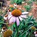 All Good Things Organic Seeds Echinacea angustifolia Flower Seeds (~50): Certified Organic, Non-GMO, Heirloom, Open Pollinated Seeds from the United States