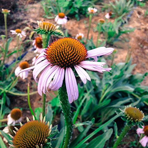All Good Things Organic Seeds Echinacea angustifolia Flower Seeds (~50): Certified Organic, Non-GMO, Heirloom, Open Pollinated Seeds from the United States All Good Things Organic Seeds Echinacea angustifolia Flower Seeds (~50): Certified Organic, Non-GMO, Heirloom, Open Pollinated Seeds from the United States