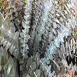 EUCALYPTUS FRAGRANCE OIL - 4 OZ - FOR CANDLE & SOAP MAKING BY VIRGINIA CANDLE SUPPLY - FREE S&H IN USA