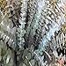 EUCALYPTUS FRAGRANCE OIL - 4 OZ - FOR CANDLE & SOAP MAKING BY VIRGINIA CANDLE SUPPLY - FREE S&H IN USA