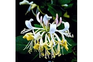 PEAVYTAILOR 200 Japanese Honeysuckle Seeds Fragrant Lonicera Japonica Bush Climbing Vine Seeds Yellow White