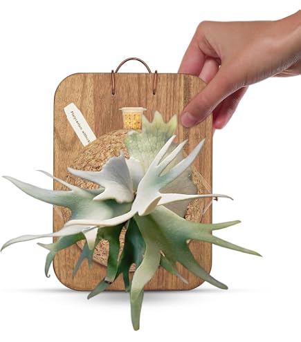 thumbnail image 2 of Fenteer Staghorn Fern Mount Wall Planter Space Saving For 2 of 10