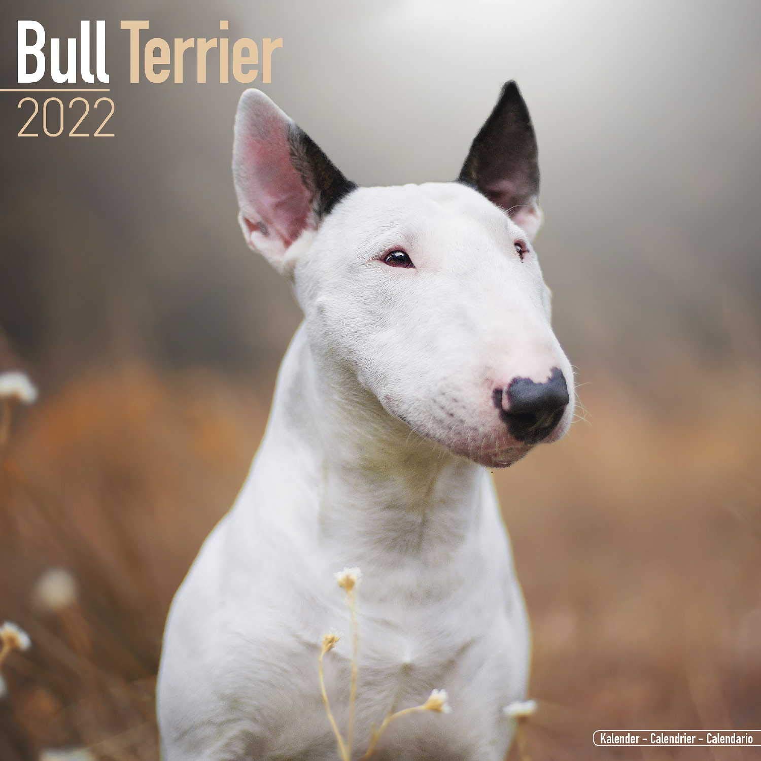 Bull Terrier Calendar 2022 | Square Dog Breed Wall Calendar - 16 Month:  Address Books, Journals \u0026 More : Avonside Publishing Ltd: Amazon.co.uk:  Books