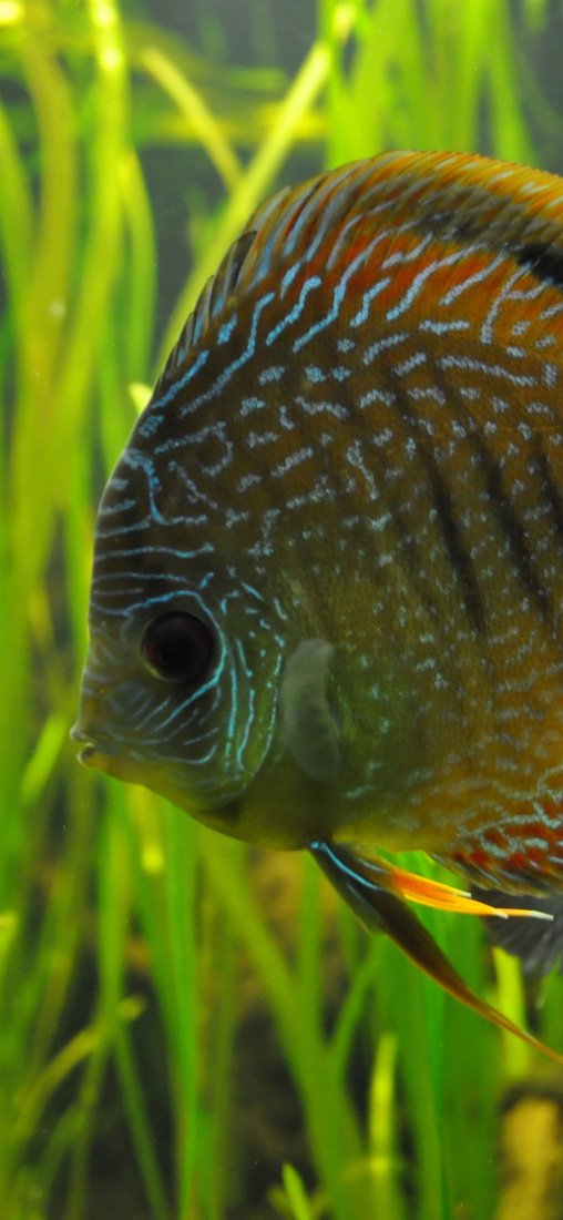 PeelitStickit Underwater, Undersea Wall Murals, ID-077, vinyl