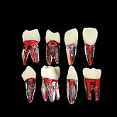 8Pcs Teeth Root Canal Model Endodontic File RCT Practice Pulp for Teaching Study