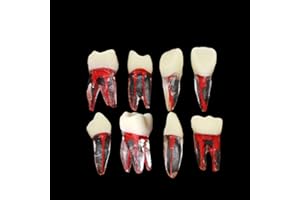 SEUJJRO 8Pcs Teeth Root Canal Model Endodontic File RCT Practice Pulp for Teaching Study