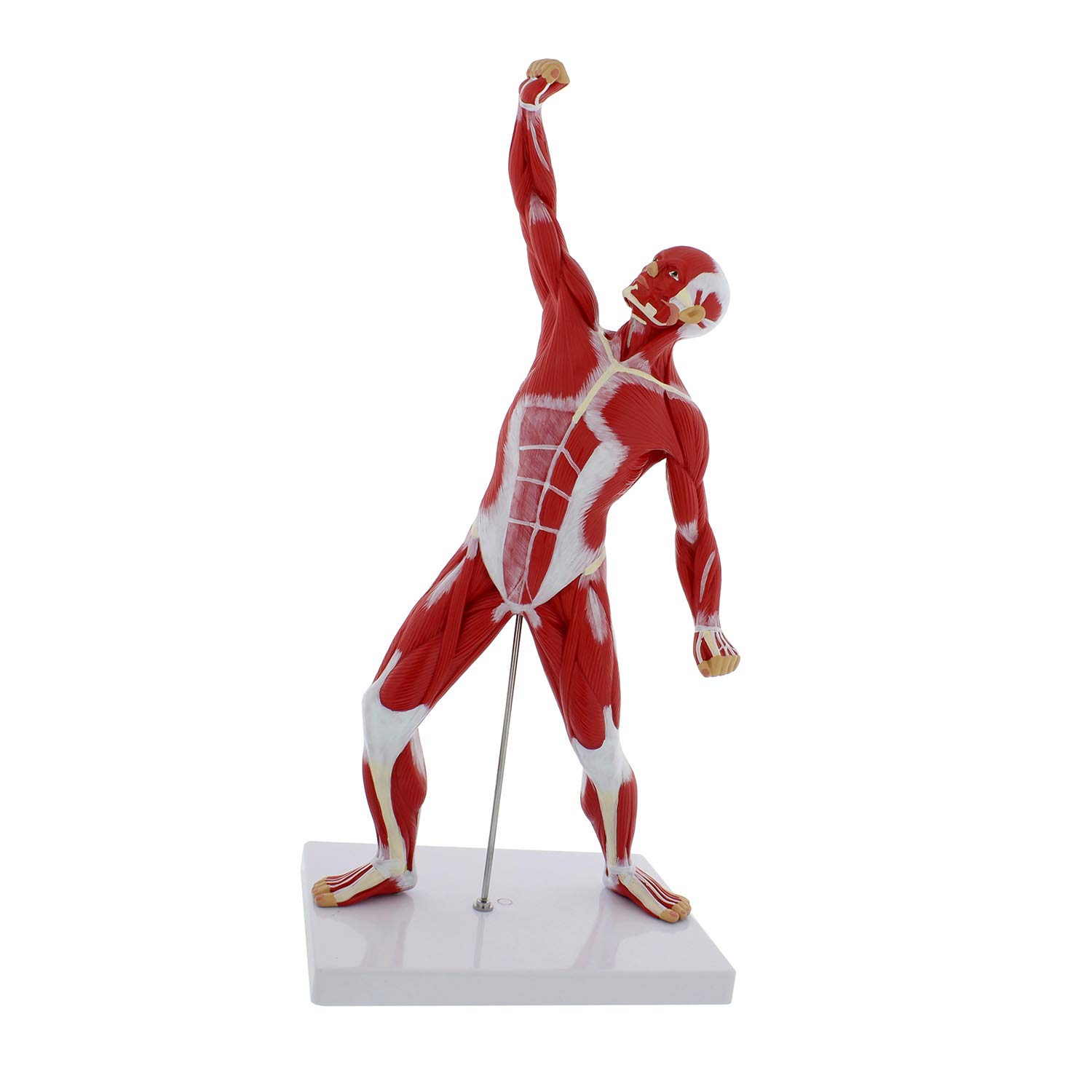 MonMed Human Muscle Model 20in Mini Human Muscle Figure