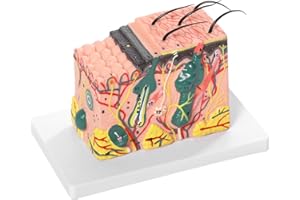 SFXYJ 3D Skin Anatomical Model, 35X Enlarged Skin Layer Structure Anatomy Model with Hair and Medical Skin Marking for Biology Minimally Invasive Cosmetic Surgery Teaching Models