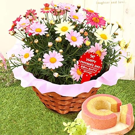 Amazon 母の日 の プレゼント マーガレット5号鉢 おいもやケーキ洋菓子 花とスイーツ 花鉢 生花 母の日ギフト 花鉢 5号 豪華 マーガレット 観葉植物 オンライン通販