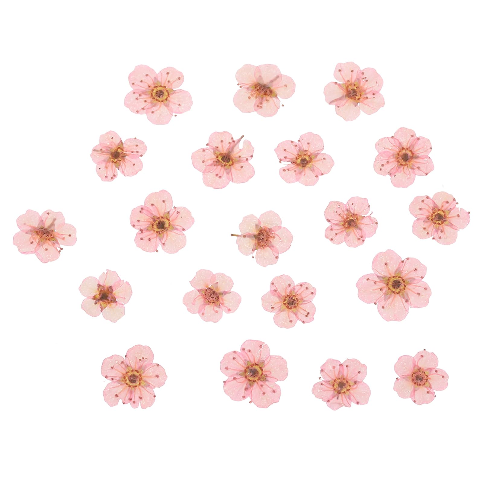 PATIKIL Dried Pressed Flower, 60 Pcs for Resin DIY Crafts Nail Art Cards Scrapbooking Jewelry Making Floral Decors, Light Pink