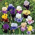 (5) Splended Colors Mix Bearded Iris Rhizomes, Roots, Bulbs, Plants