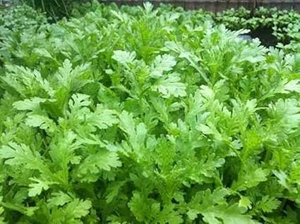 Visa Store 1 Paquet 1000 Seeds Tong Ho Tan O Graines Amazon Fr Jardin