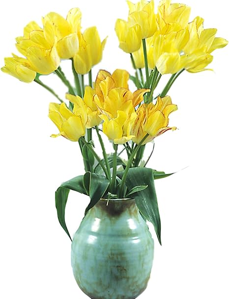 Amazon ハッピーガーデン 中型球根チューリップ サンシャインクラブ 5球セット Tulip Sunshine 観葉植物 オンライン通販