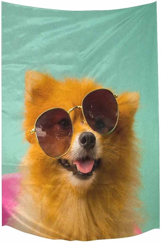 pomeranian with sunglasses