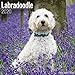 Labradoodle Calendar - Dog Breed Calendars - 2019 - 2020 Wall Calendars - 16 Month by Avonside (Mult by 