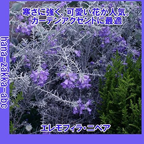 Amazon 店長おすすめ コーラルブルー 美しい瞳 エレモフィラ ニベア3号苗 季節の花苗 観葉植物 オンライン通販