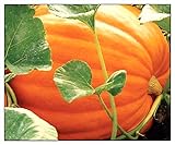 20 Big Max Pumpkin Seeds for Planting Non GMO