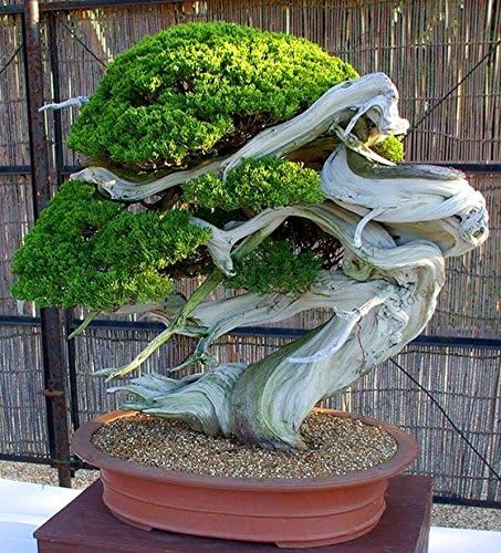 YHNOO Big Sale!50 Juniper Bonsai Tree Potted Flowers Office Bonsai Purify The air Absorb Harmful Gases Juniper Seeds Free Shipping, 0