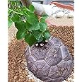 YoYoBoo DD 2016 New Available Dioscorea Elephantipes Imported Elephant's Foot Yam Seeds